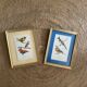 Ornithological frames “birds in cages”.