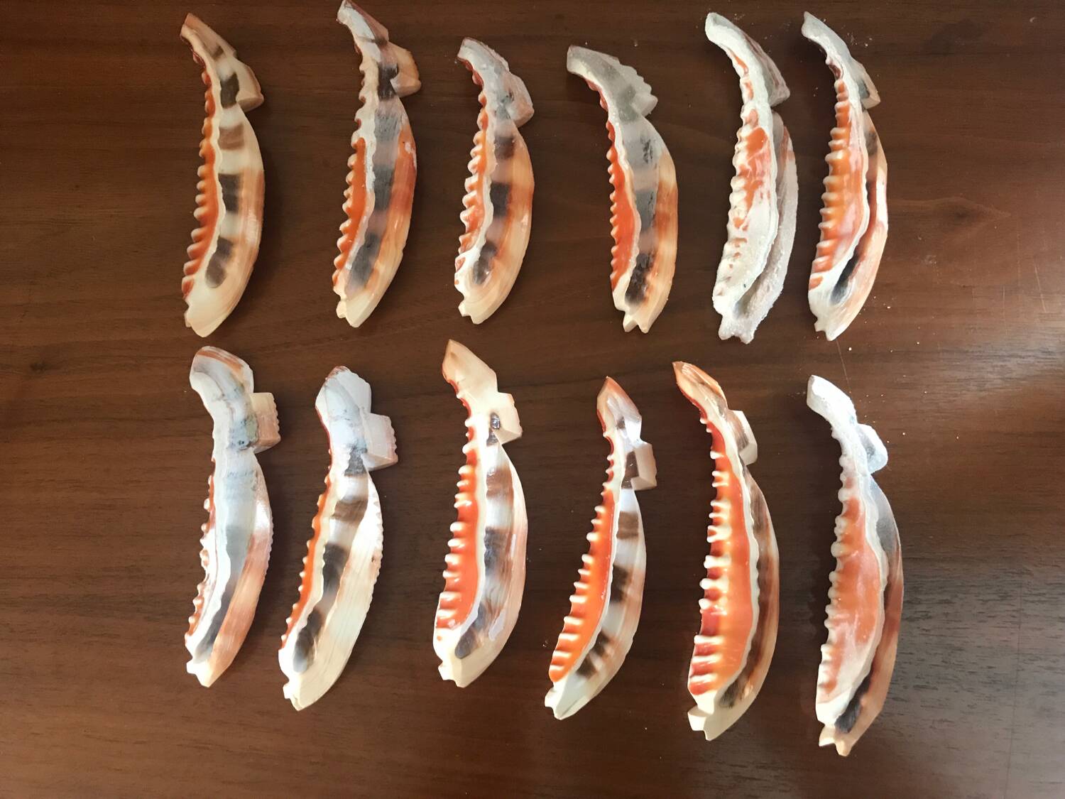 Series of 12 shell knife holders