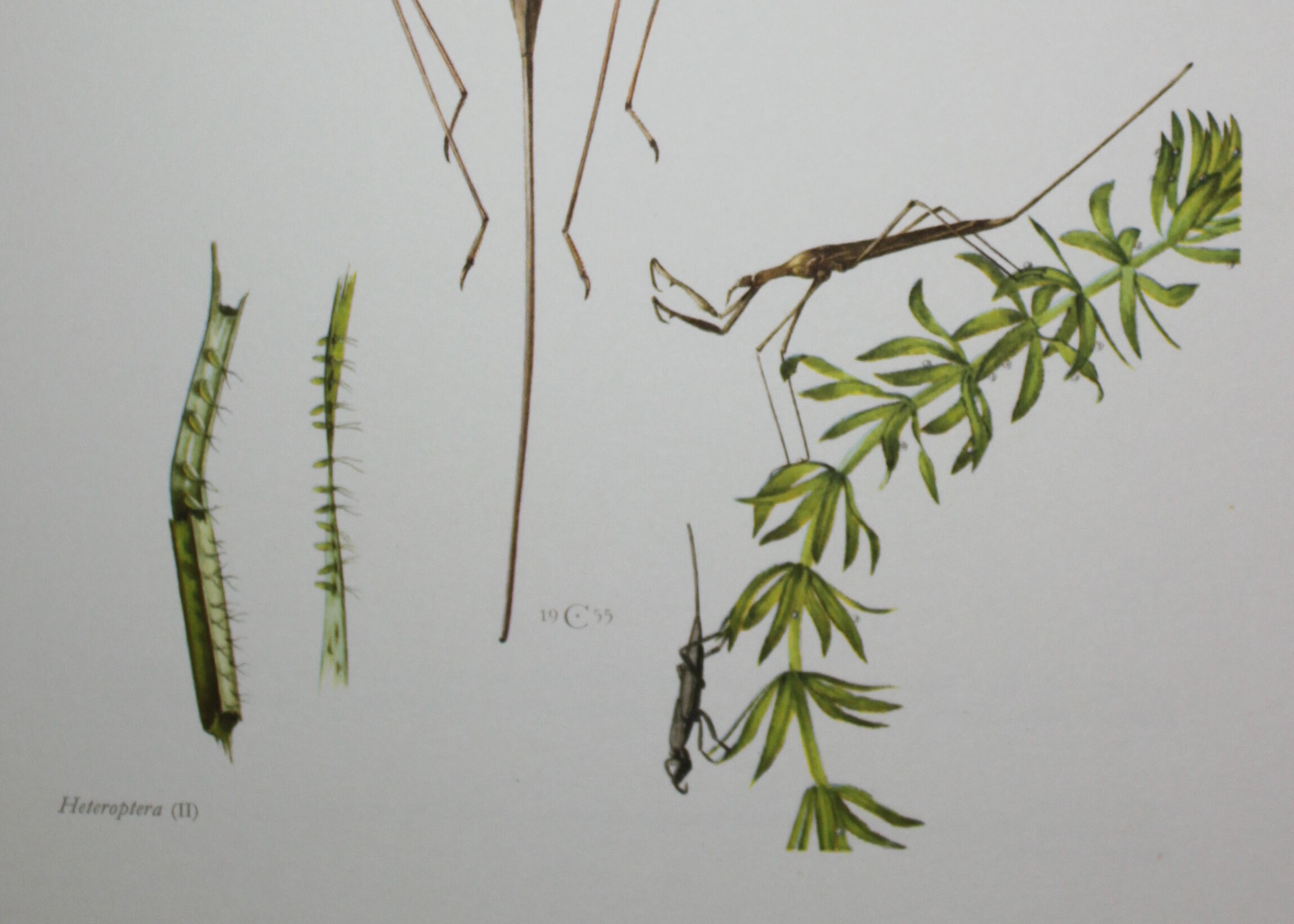 Ranatre and ashy nepe| 1961 | Insect Heteroptera| Original pedagogical board| Entomology