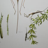 Ranatre and ashy nepe| 1961 | Insect Heteroptera| Original pedagogical board| Entomology