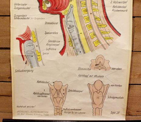 Poster allemand de l'anatomie de la tête années 60