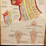 Poster allemand de l'anatomie de la tête années 60