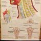 The Anatomy of the head 60 years German poster