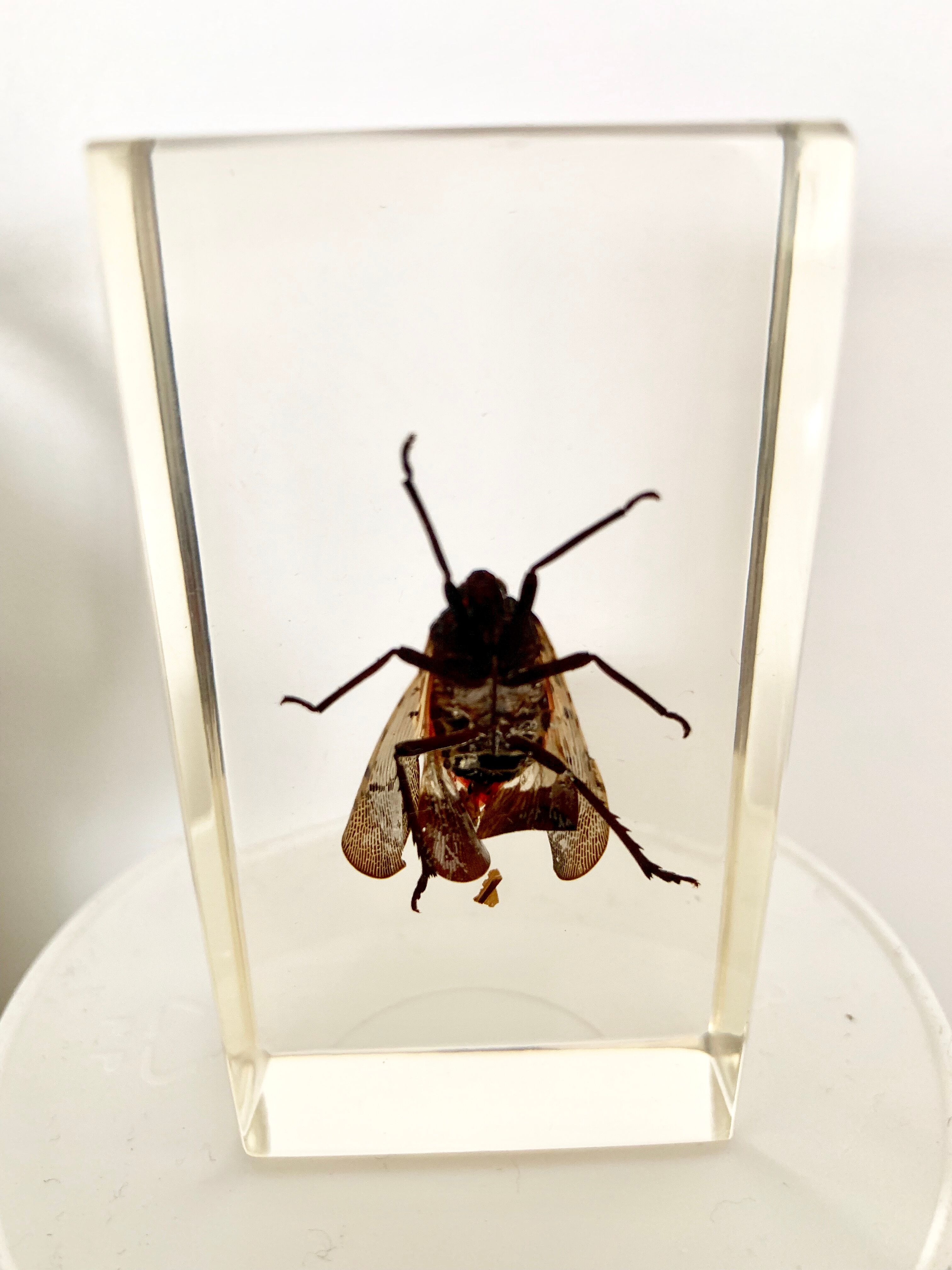 Pack of 3 insect inclusions