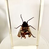 Pack of 3 insect inclusions