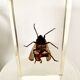 Pack of 3 insect inclusions