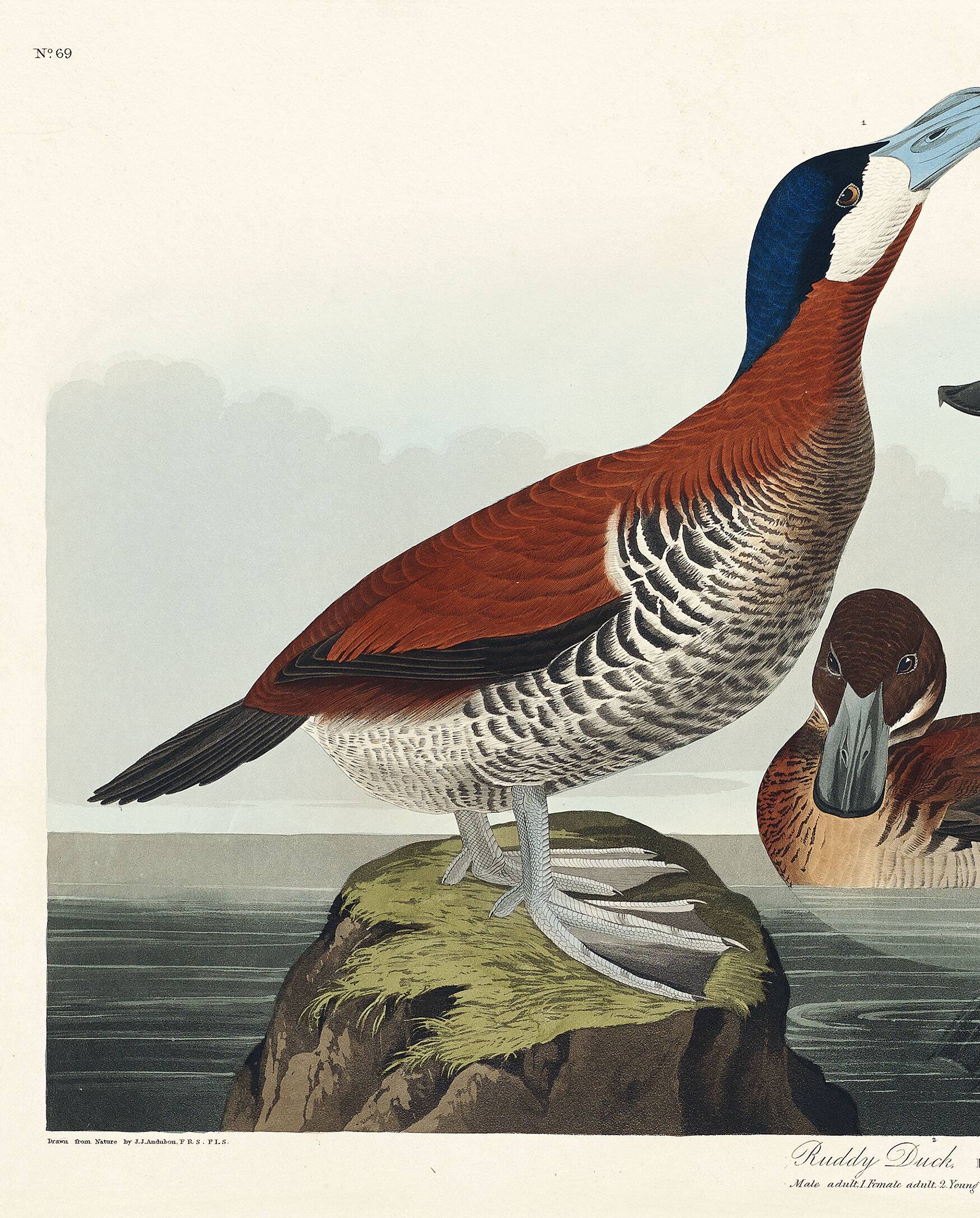 Poster about the red-tailed duck, based on an old engraving from 1827.