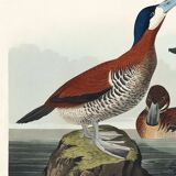 Poster about the red-tailed duck, based on an old engraving from 1827.