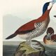 Poster about the red-tailed duck, based on an old engraving from 1827.