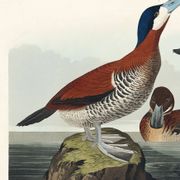 Poster about the red-tailed duck, based on an old engraving from 1827.
