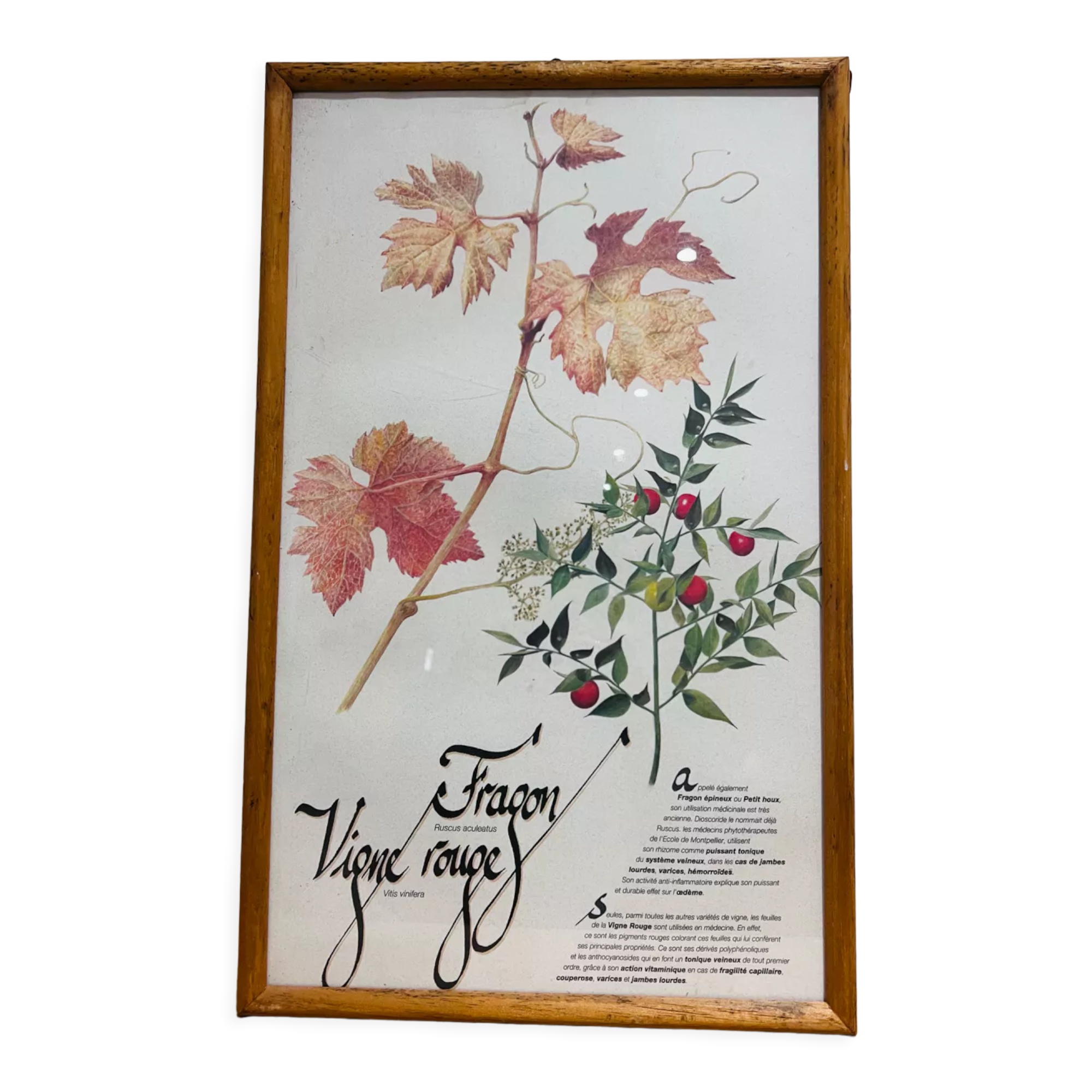 Frame pharmacy herbarium dragon and red vine