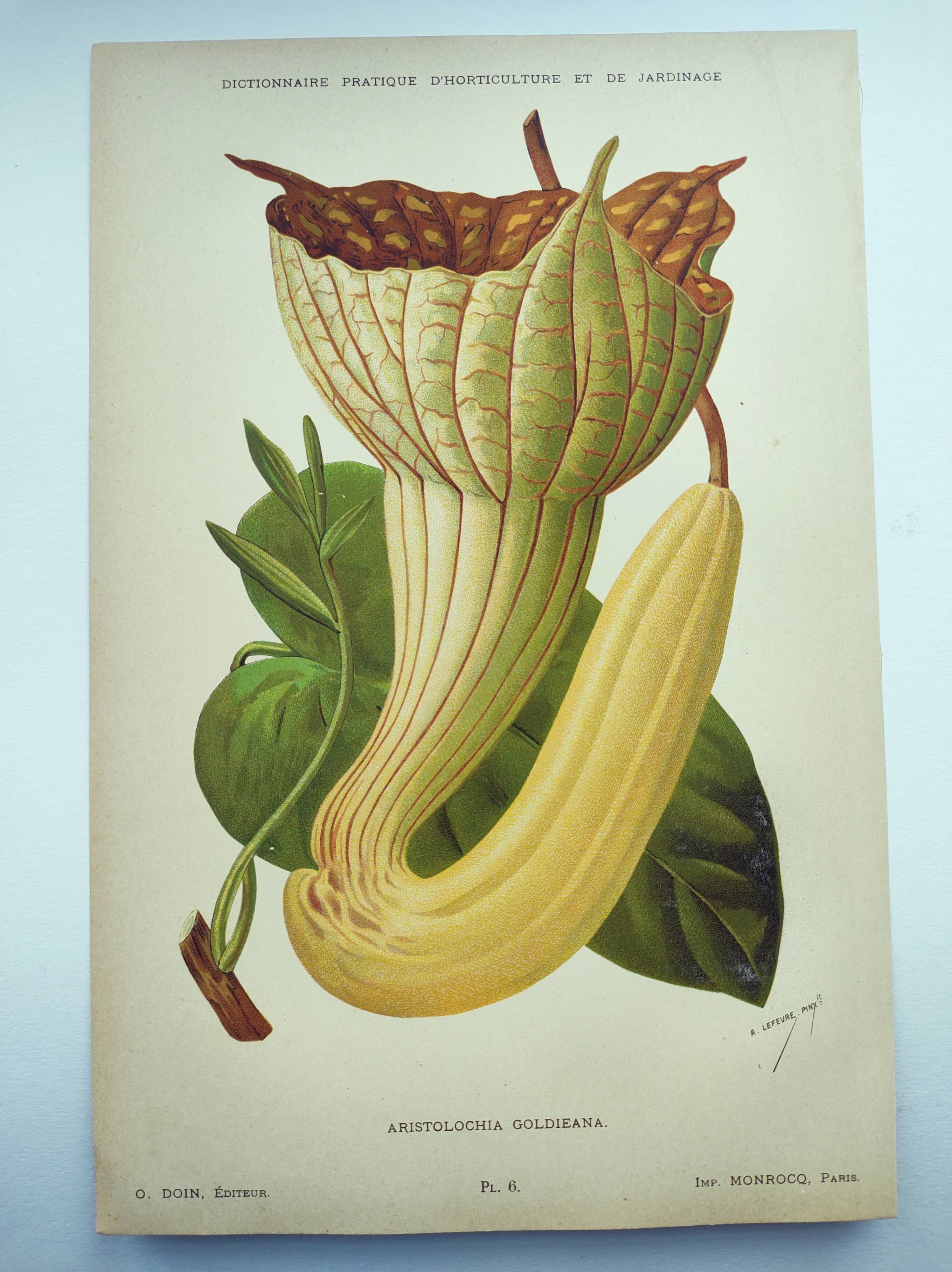 Botanical engraving from 1897 - Goldie's Aristolochia - Original plate. Old lithograph