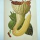 Botanical engraving from 1897 - Goldie's Aristolochia - Original plate. Old lithograph