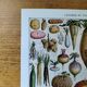 Lithographie originale sur les légumes