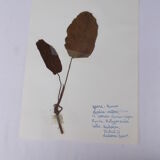 Set of 6 herbarium boards No.4