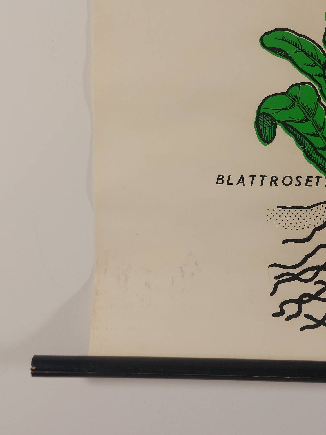 Vintage educational wall hanging roll chart biology plants botanical