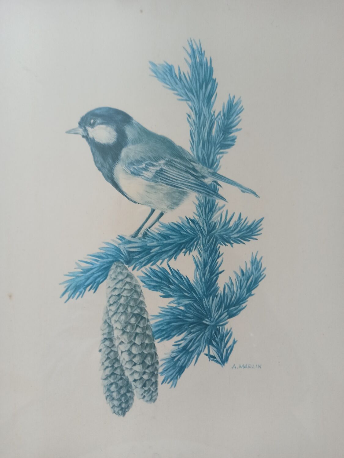 Blue tit in charcoal on board under glass, signed