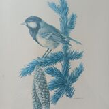Blue tit in charcoal on board under glass, signed