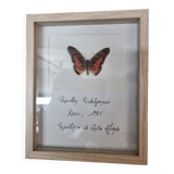 Stuffed butterfly Ridelyanus, 1980