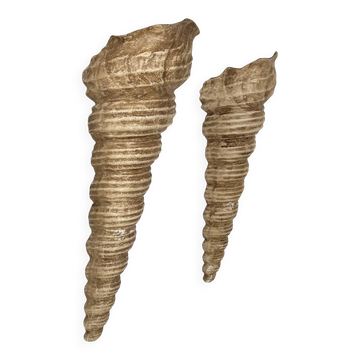 Pair of vintage shell wall sconces, beige fiberglass, France 1960