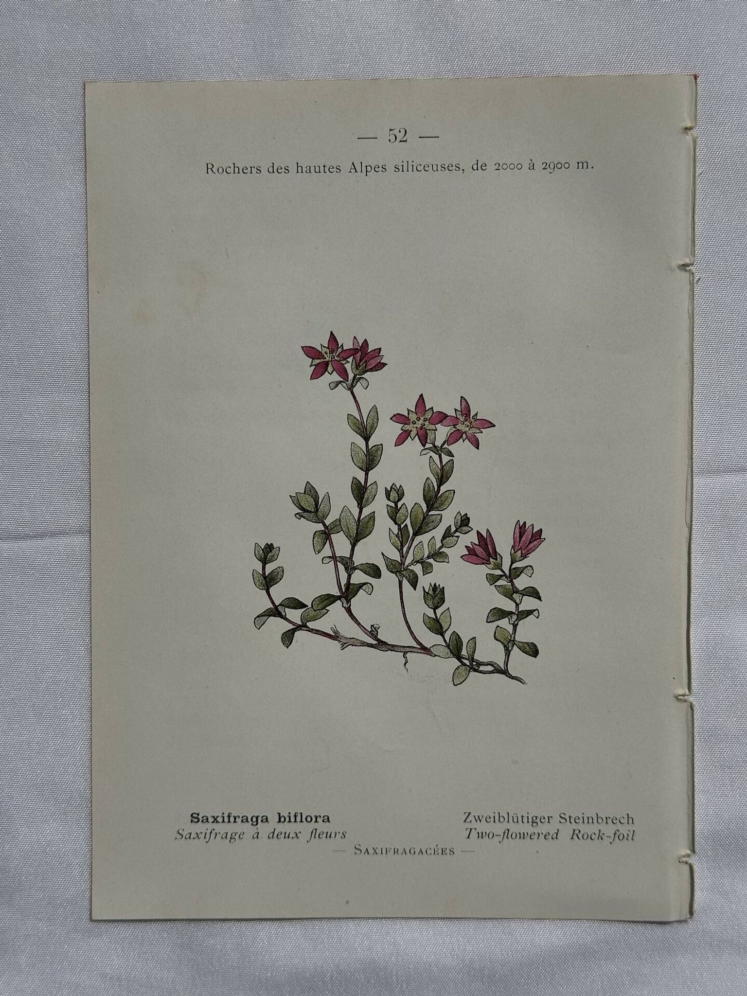 Retro botanical plate 1890 flower and plant of France double-sided