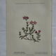 Retro botanical plate 1890 flower and plant of France double-sided