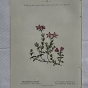 Retro botanical plate 1890 flower and plant of France double-sided