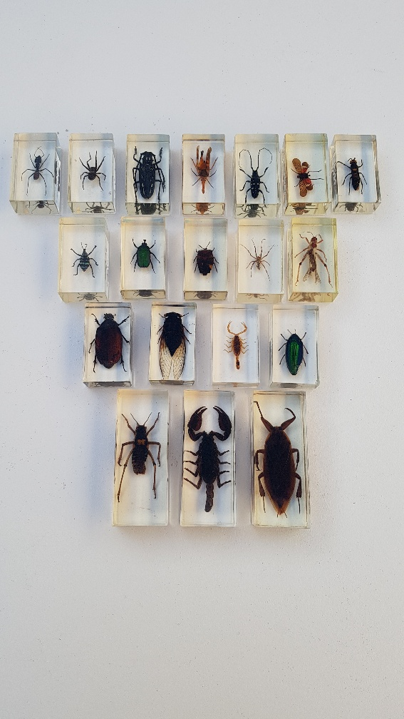 Lot de 19 insectes en inclusion résine