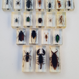 Lot of 19 insects in resin inclusion