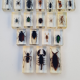 Lot de 19 insectes en inclusion résine