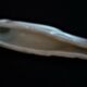 White porcelain knife holder sea lion