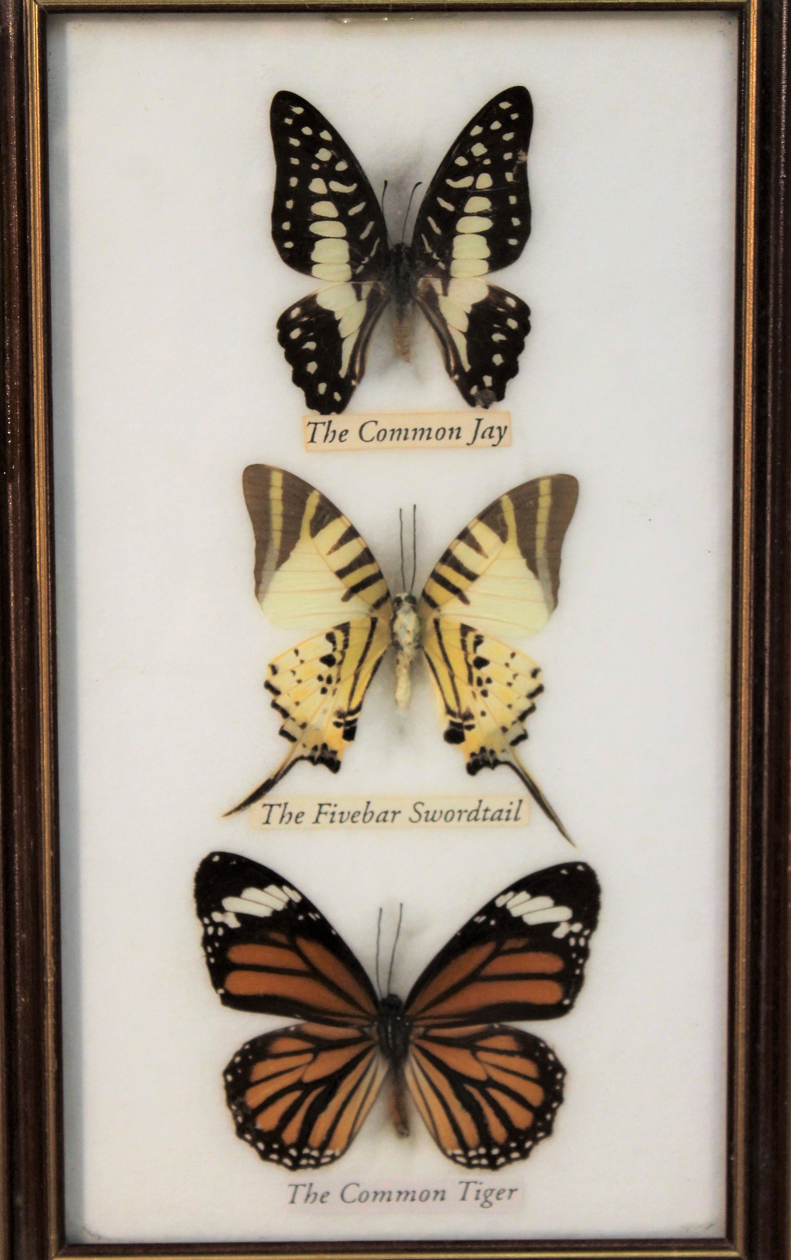Frame butterfly  80s