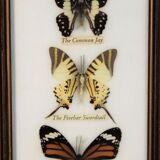 Frame butterfly  80s