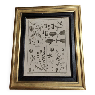 18th century natural history engraving framed pentandry Robert Bénard