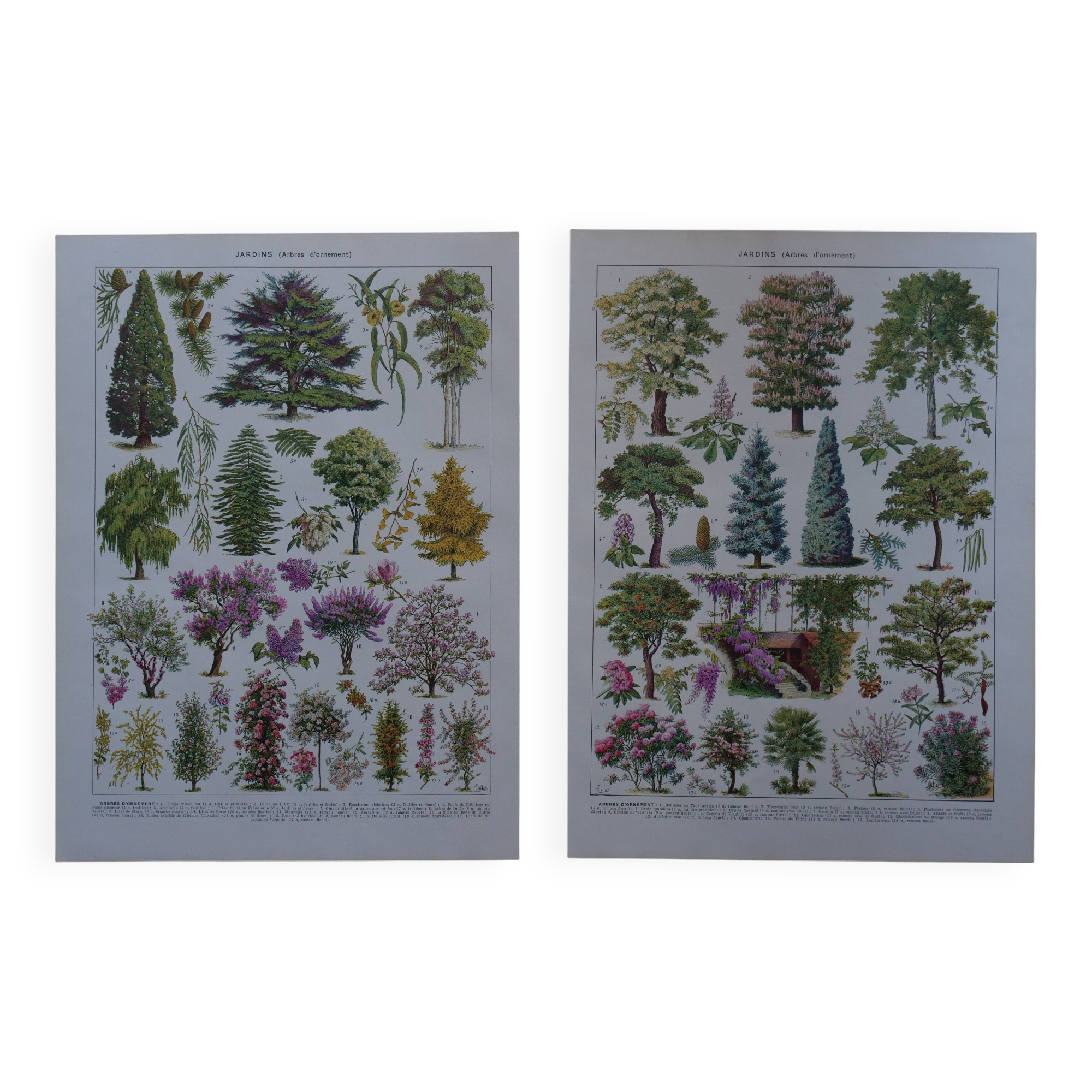 Original lithographs on gardens and ornamental trees