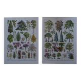 Original lithographs on gardens and ornamental trees