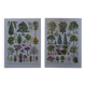 Original lithographs on gardens and ornamental trees