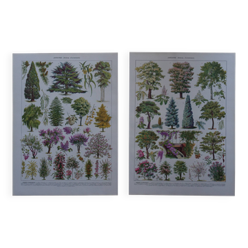 Lithographies originales sur les jardins et les arbres d'ornement