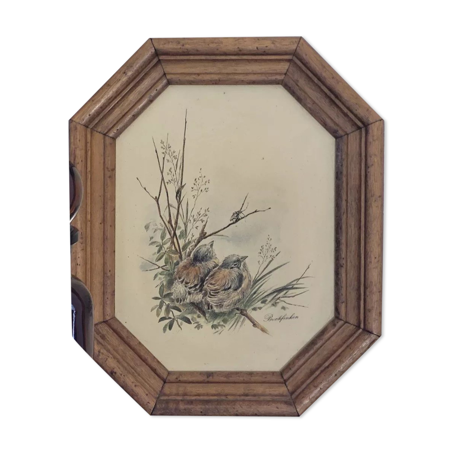 Illustration oiseaux vintage sur panneau