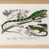 Poster for “The Iguana and the Green Lizard”, after an old engraving from 1