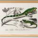 Poster for “The Iguana and the Green Lizard”, after an old engraving from 1
