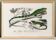 Poster for “The Iguana and the Green Lizard”, after an old engraving from 1