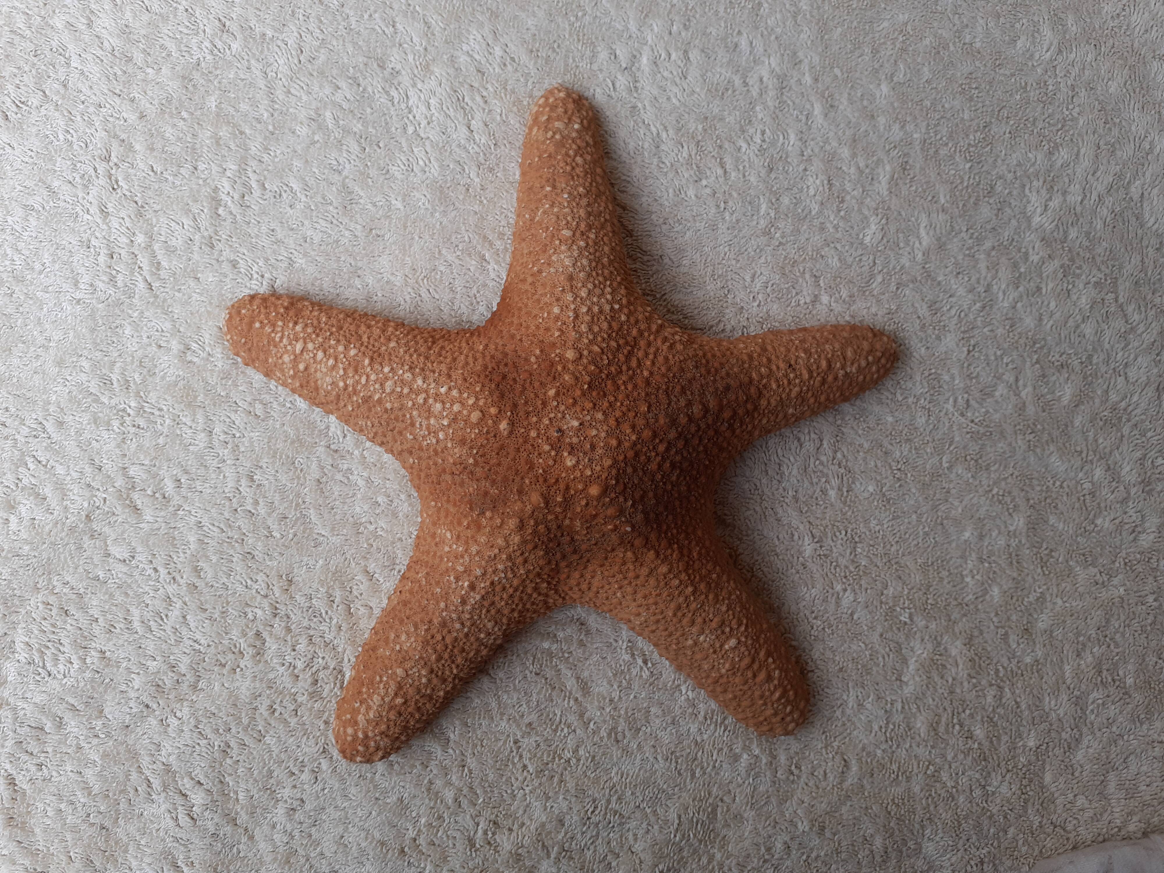 Starfish