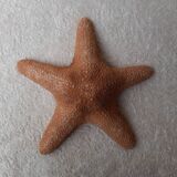 Starfish