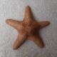 Starfish
