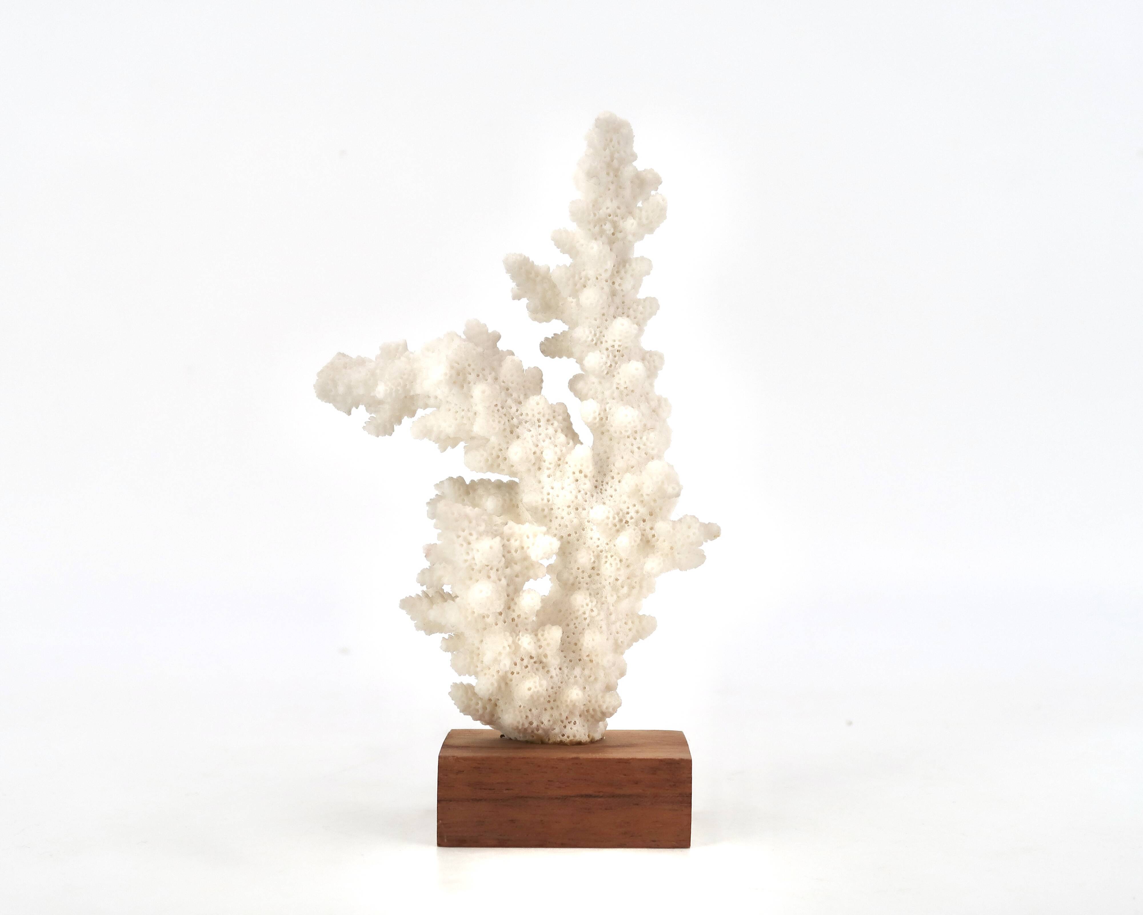 Natural white coral on a wooden base, 1970s.