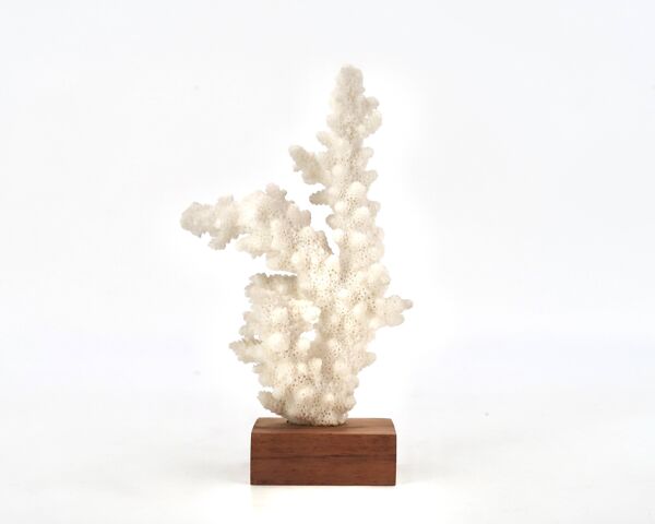 Corail blanc naturel sur socle en bois, années 70