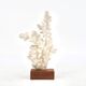 Natural white coral on a wooden base, 1970s.