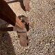 Paire de chenets ancien