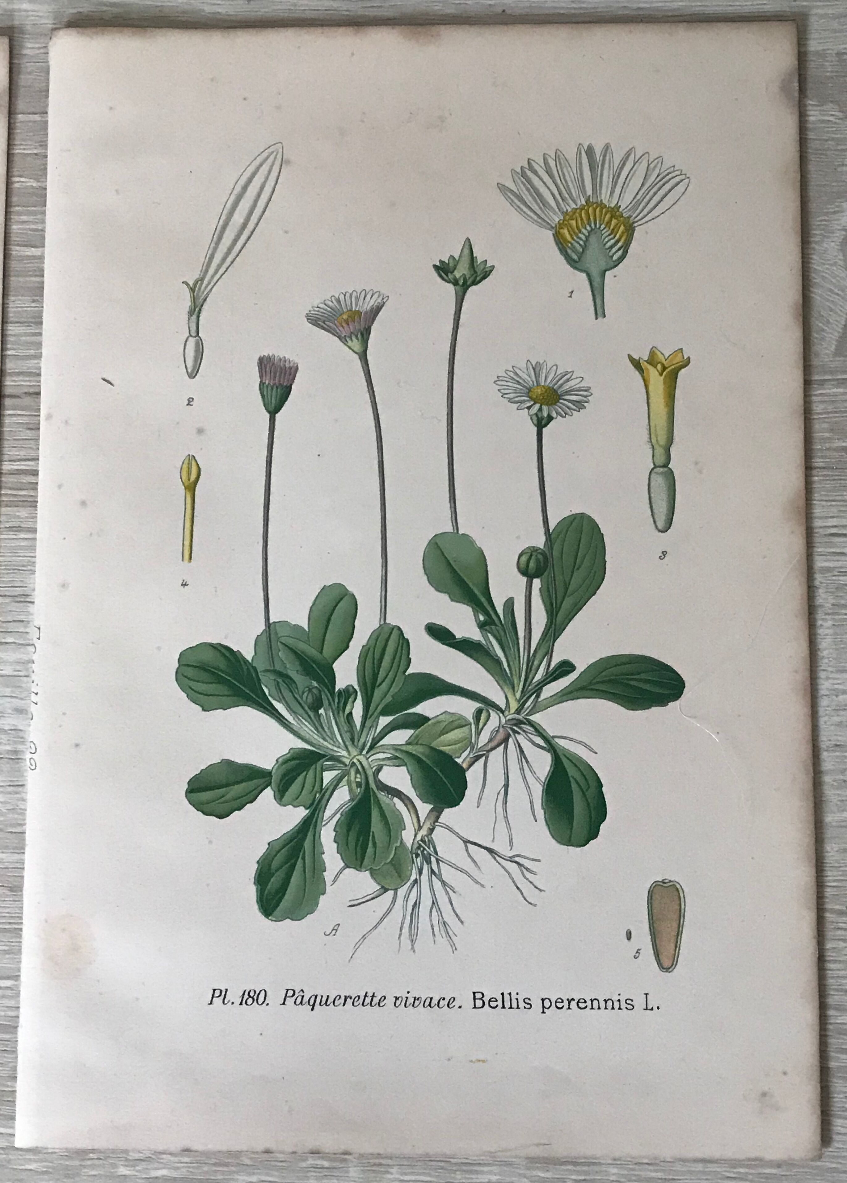 Botanical flowering boards of 19th century fields